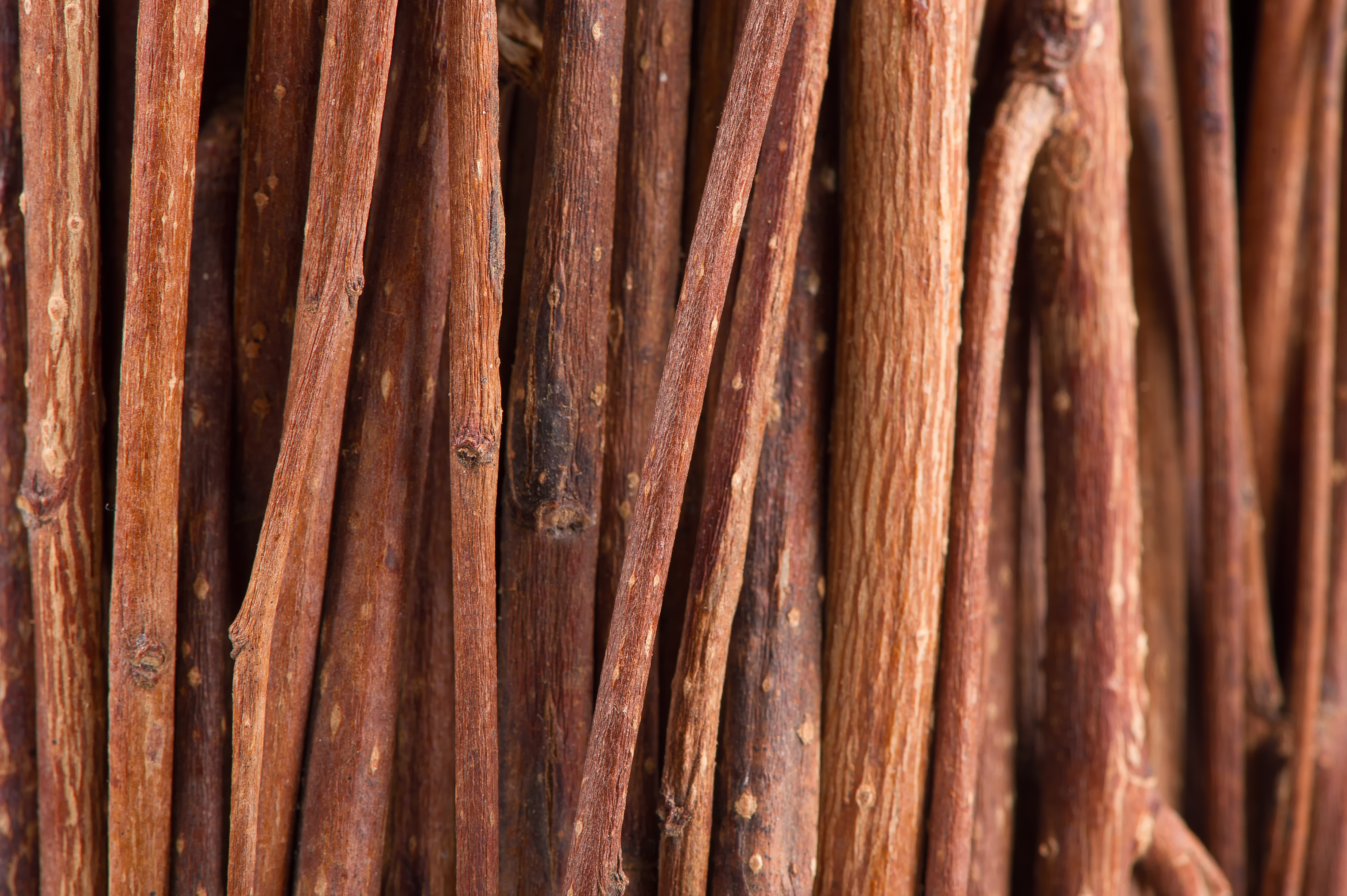 Tree Branches (Brushwood) Macro Background